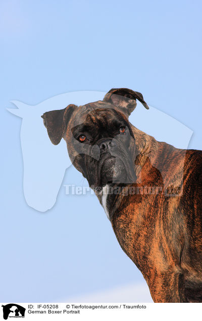 Deutscher Boxer Portrait / German Boxer Portrait / IF-05208