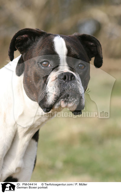 Deutscher Boxer Portrait / German Boxer portrait / PM-04414