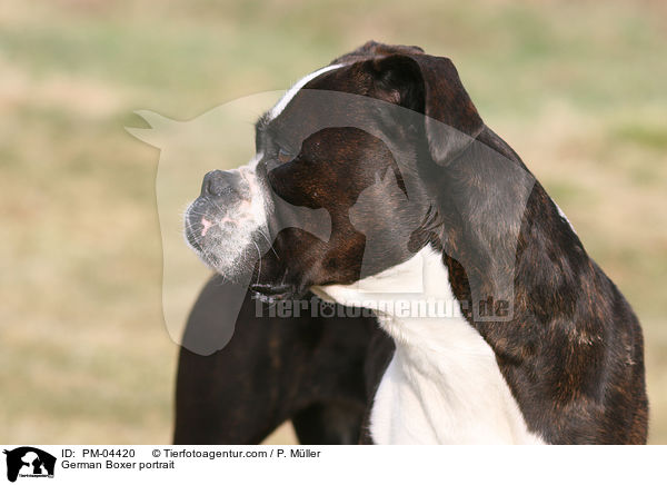 Deutscher Boxer Portrait / German Boxer portrait / PM-04420