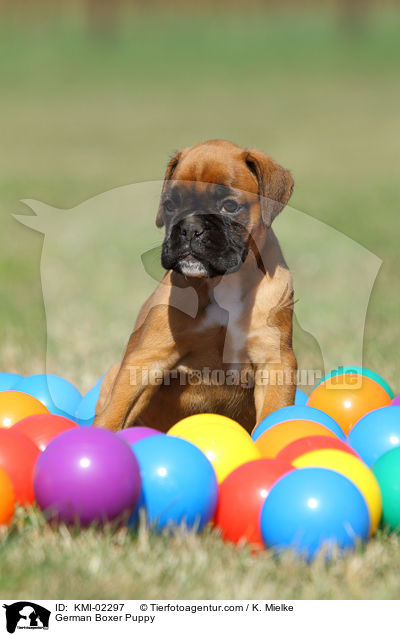 Deutscher Boxer Welpe / German Boxer Puppy / KMI-02297