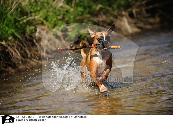 spielender Deutscher Boxer / playing German Boxer / YJ-01512