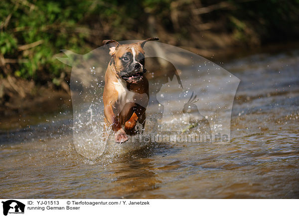 rennender Deutscher Boxer / running German Boxer / YJ-01513