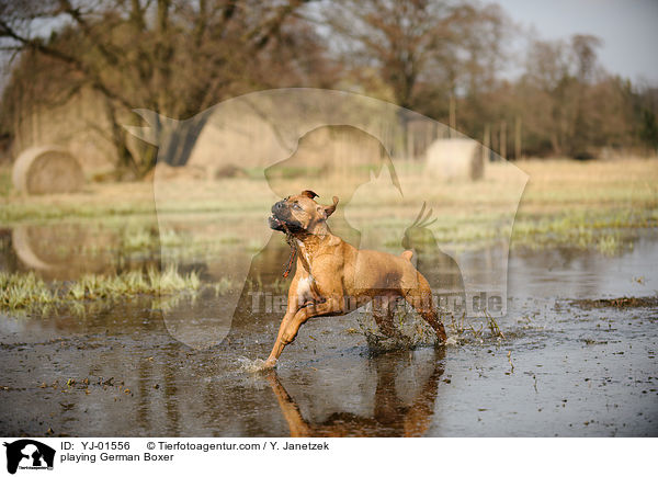 spielender Deutscher Boxer / playing German Boxer / YJ-01556