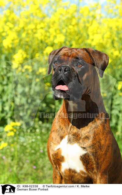 Deutscher Boxer Portrait / German Boxer Portrait / KMI-02338