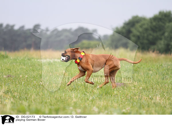 spielender Deutscher Boxer / playing German Boxer / DG-02173