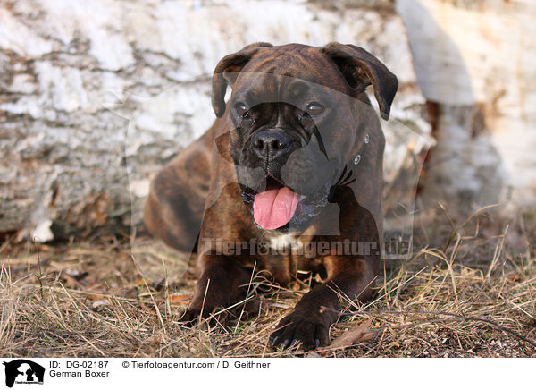 Deutscher Boxer / German Boxer / DG-02187