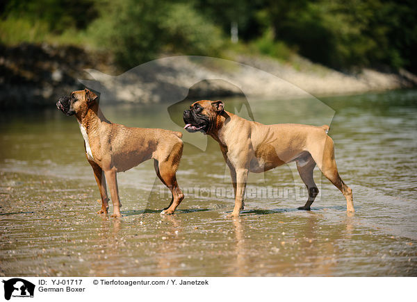 Deutsche Boxer / German Boxer / YJ-01717