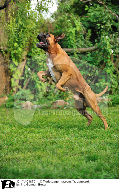 springender Deutscher Boxer / juming German Boxer / YJ-01879