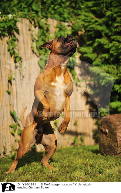 springender Deutscher Boxer / jumping German Boxer / YJ-01881