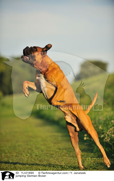 springender Deutscher Boxer / jumping German Boxer / YJ-01890