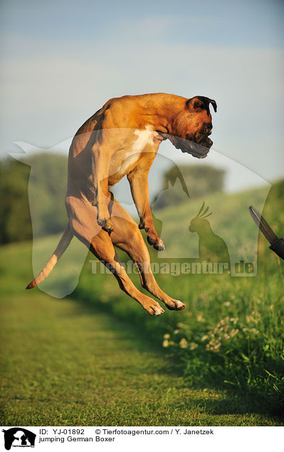 springender Deutscher Boxer / jumping German Boxer / YJ-01892