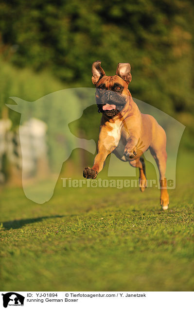 rennender Deutscher Boxer / running German Boxer / YJ-01894