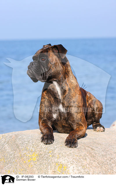 Deutscher Boxer / German Boxer / IF-06293