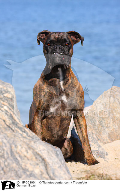 Deutscher Boxer / German Boxer / IF-06300