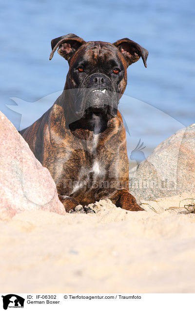 Deutscher Boxer / German Boxer / IF-06302