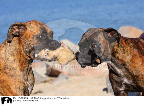 spielende Deutsche Boxer / playing German Boxer / IF-06303