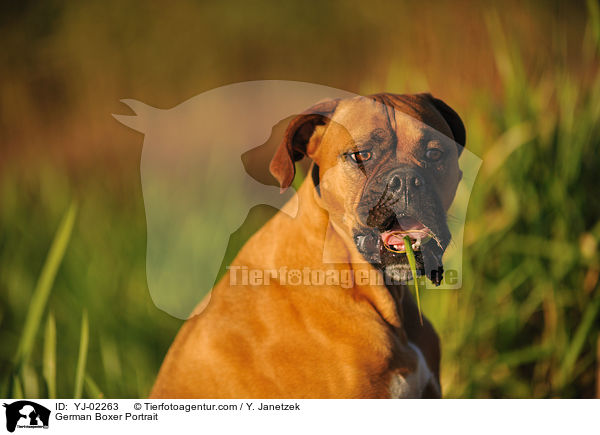 Deutscher Boxer Portrait / German Boxer Portrait / YJ-02263