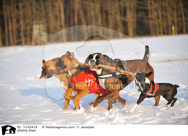 spielende Hunde / playing dogs / YJ-02418