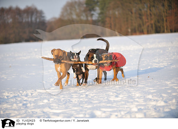 spielende Hunde / playing dogs / YJ-02423