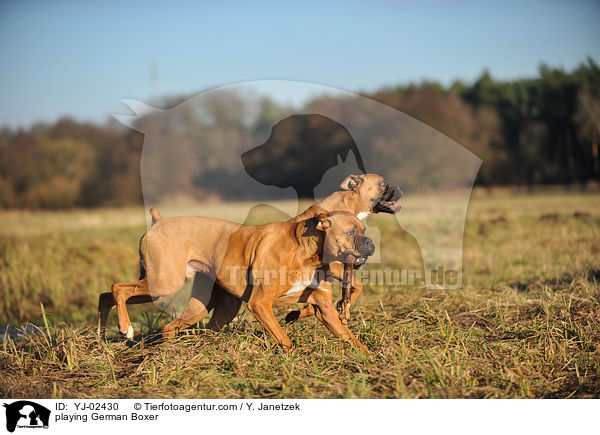 spielende Deutsche Boxer / playing German Boxer / YJ-02430