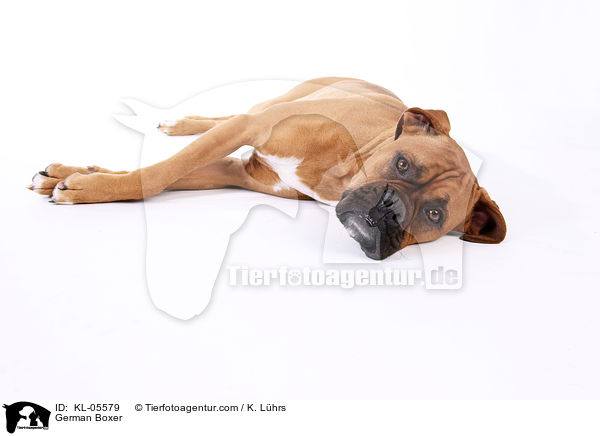 Deutscher Boxer / German Boxer / KL-05579