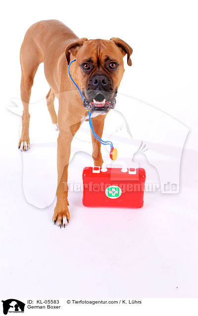 Deutscher Boxer / German Boxer / KL-05583