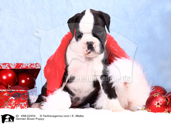 Deutscher Boxer Welpe / German Boxer Puppy / KMI-02454