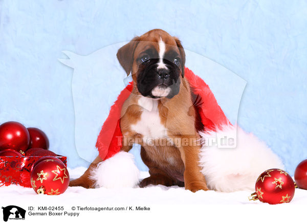 Deutscher Boxer Welpe / German Boxer Puppy / KMI-02455