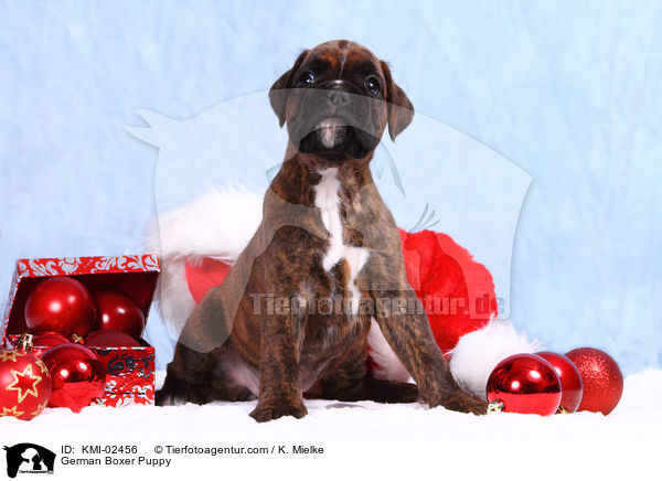 Deutscher Boxer Welpe / German Boxer Puppy / KMI-02456