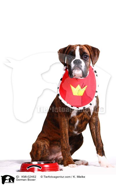 Deutscher Boxer / German Boxer / KMI-02462