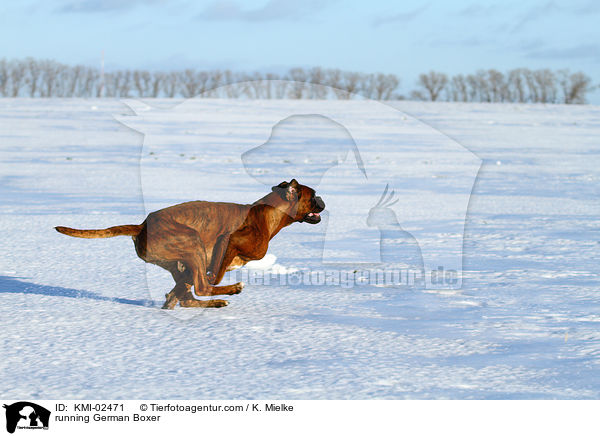 rennender Deutscher Boxer / running German Boxer / KMI-02471