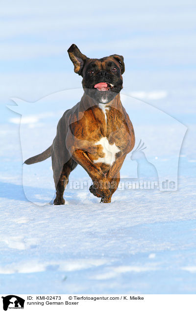 rennender Deutscher Boxer / running German Boxer / KMI-02473