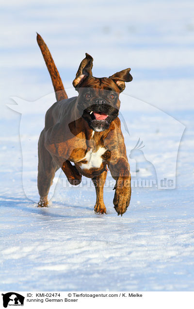 rennender Deutscher Boxer / running German Boxer / KMI-02474