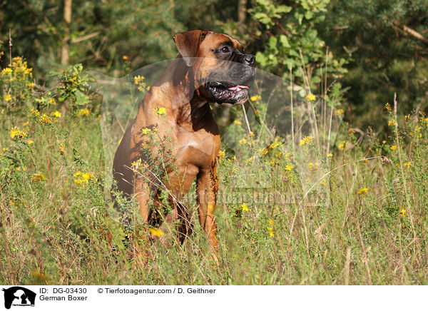 Deutscher Boxer / German Boxer / DG-03430