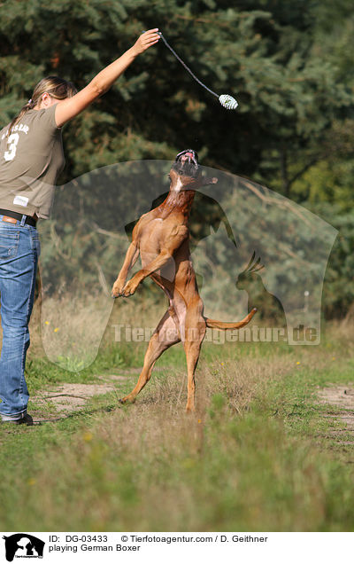 spielender Deutscher Boxer / playing German Boxer / DG-03433