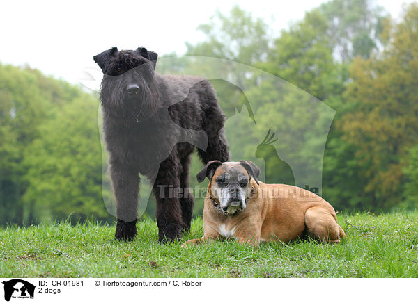 2 Hunde / 2 dogs / CR-01981