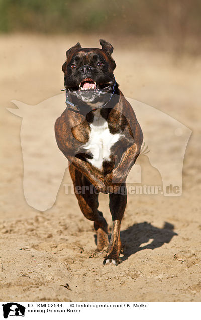 rennender Deutscher Boxer / running German Boxer / KMI-02544