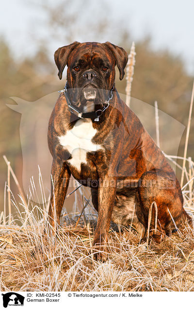 Deutscher Boxer / German Boxer / KMI-02545