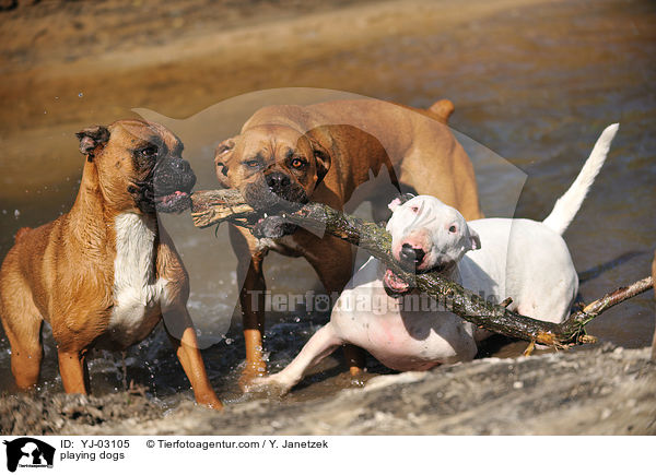 spielende Hunde / playing dogs / YJ-03105