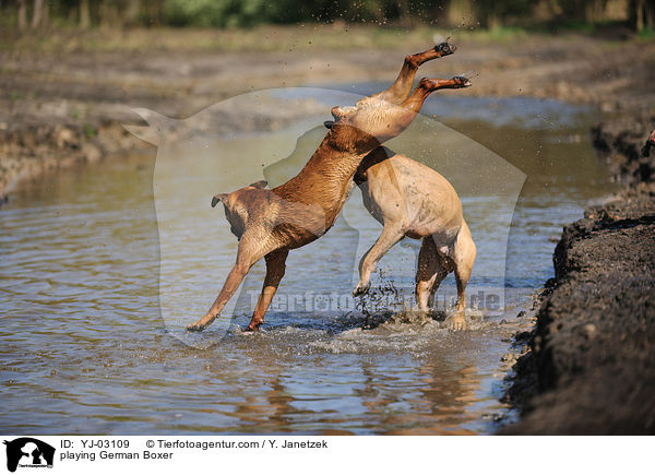 spielende Deutsche Boxer / playing German Boxer / YJ-03109