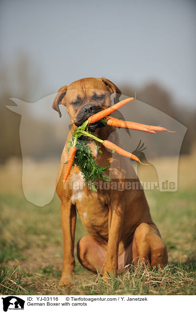 Deutscher Boxer mit Mhren / German Boxer with carrots / YJ-03116