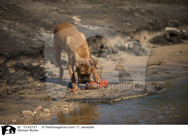 Deutscher Boxer / German Boxer / YJ-03121