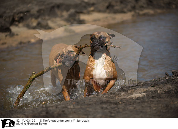 spielende Deutsche Boxer / playing German Boxer / YJ-03125