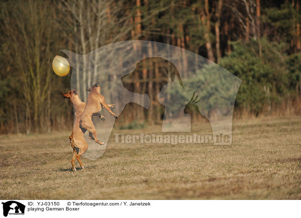 spielende Deutsche Boxer / playing German Boxer / YJ-03150