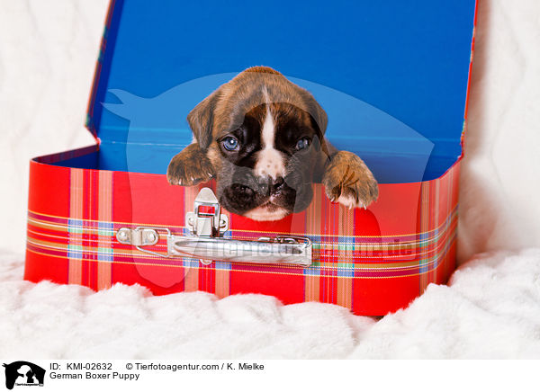 Deutscher Boxer Welpe / German Boxer Puppy / KMI-02632