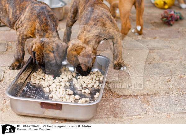 Deutsche Boxer Welpen / German Boxer Puppies / KMI-02648