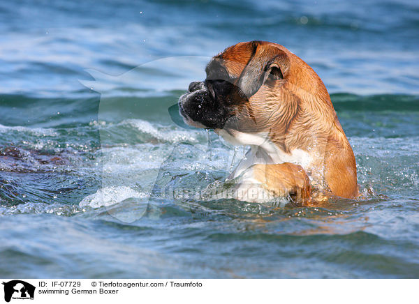 schwimmender Deutscher Boxer / swimming German Boxer / IF-07729