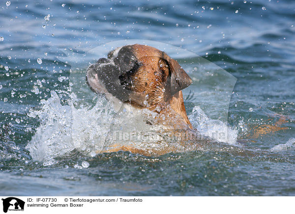 schwimmender Deutscher Boxer / swimming German Boxer / IF-07730