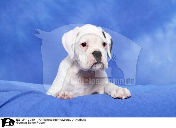 Deutscher Boxer Welpe / German Boxer Puppy / JH-12980