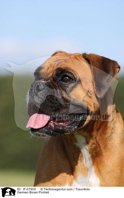 Deutscher Boxer Portrait / German Boxer Portrait / IF-07905